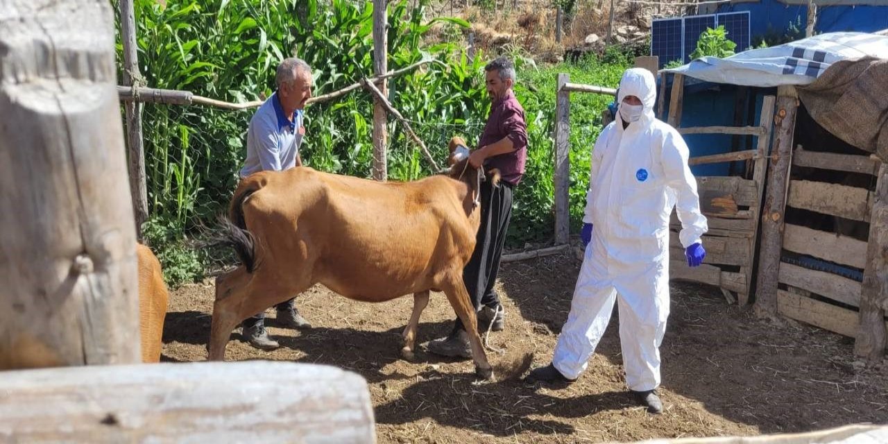 Şırnak’tan sonra bir şehirde daha hastalık tespit edildi! Giriş ve çıkışlar yasaklandı