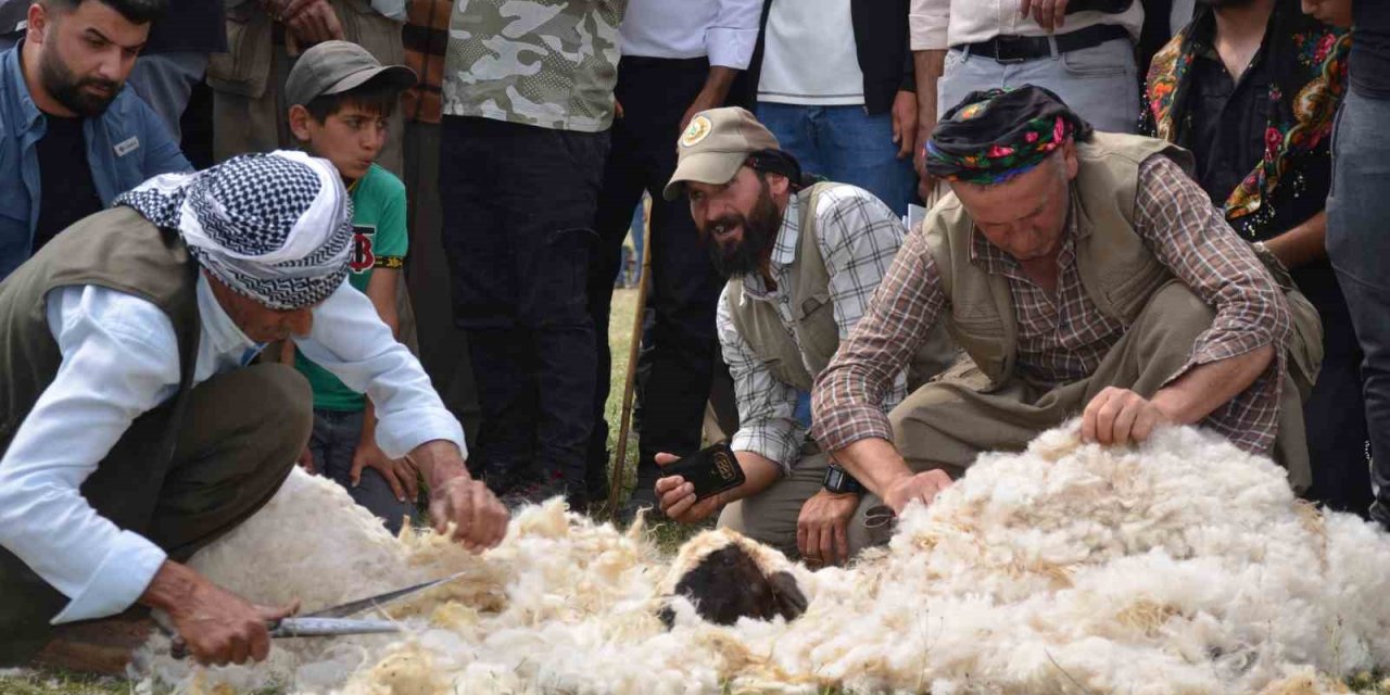 Beytüşşebap’ta Besiciler Kuzu Kırkma Festivali’nde Birincilik İçin Mücadele Etti