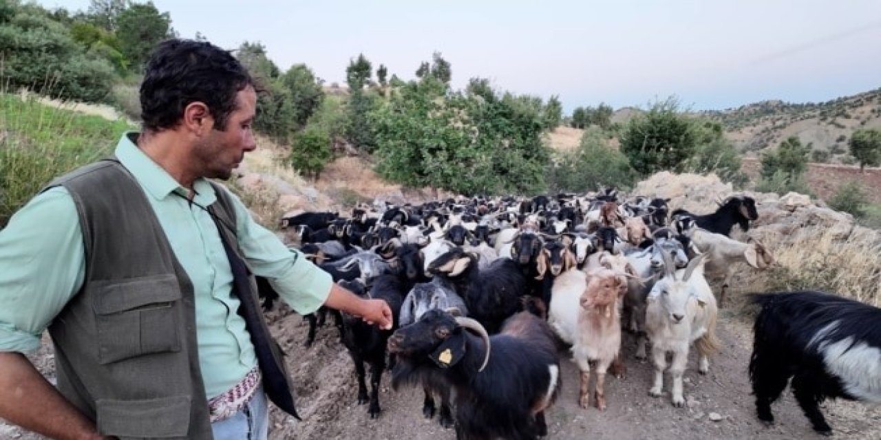 Şırnak’ta Belde Belediyesi’nden Çobanlık Hizmeti