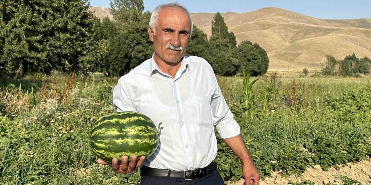 Diyarbakır karpuzuna Hakkari'den rakip çıktı