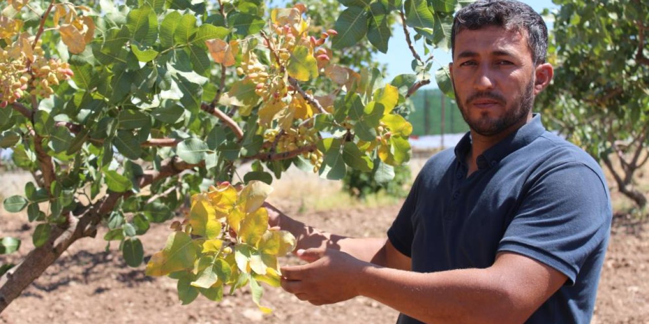 Siirt'te iklim değişikliği sebebiyle fıstık rekoltesinde düşüş bekleniyor