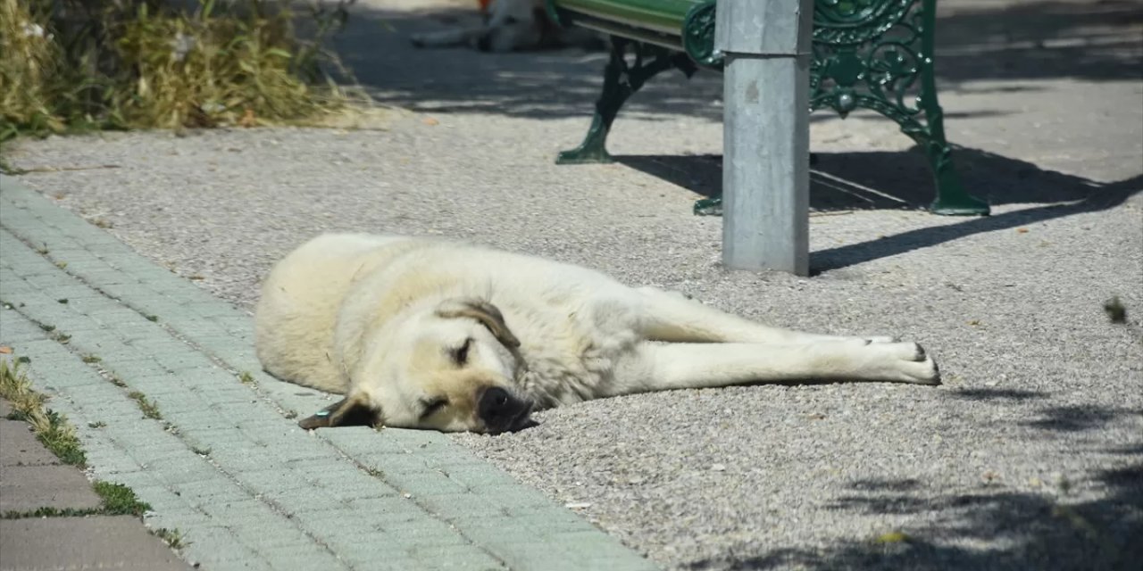 Bitlis’te 150 köpek öldürüldü iddiası gündem oldu! Valilik açıklama yaptı