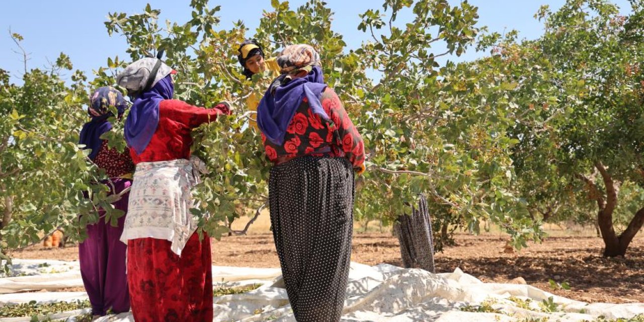 Diyarbakır, Gaziantep, Şanlıurfa ve Siirt'e Rakip Çıktı!