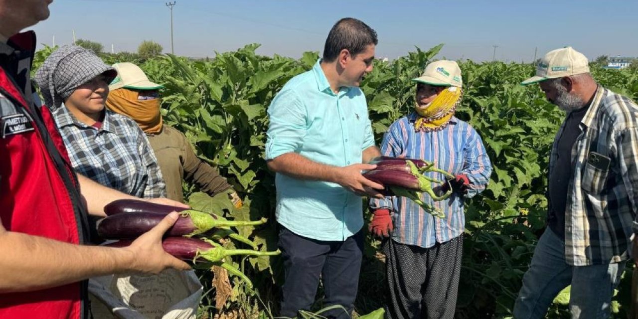 Tescilli Birecik patlıcanında hasat başladı