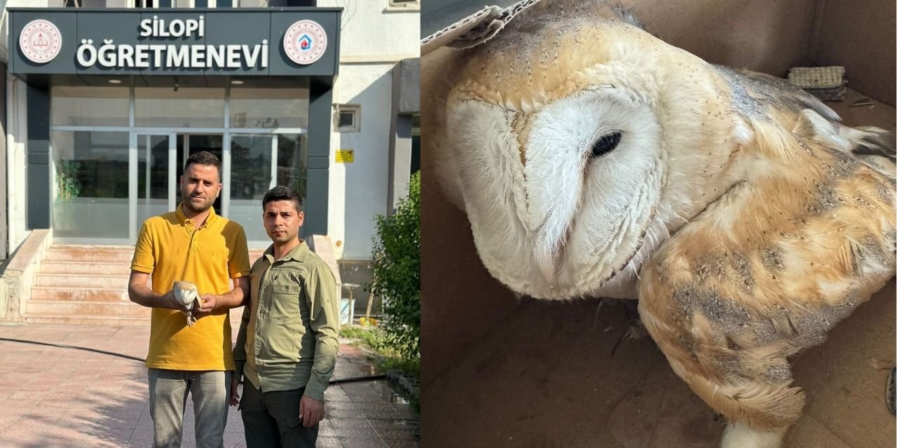 Silopi'de yaralı olarak bulunan Peçeli Baykuş tedavi altına alındı