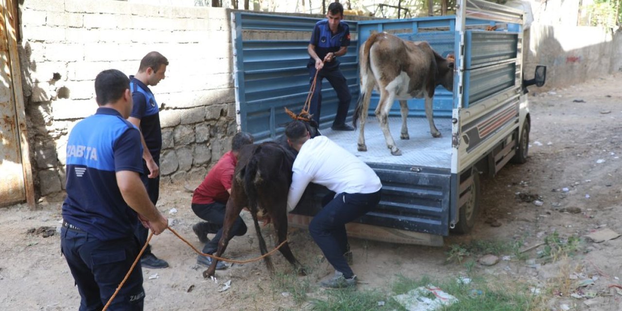 Cizre Belediyesi Uyarmıştı! Zabıta Ekipleri Harekete Geçti