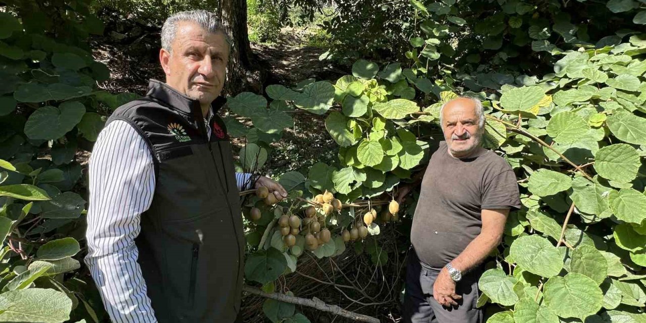 Hakkari'de ilk defa yetiştirildi, meyvesini verdi