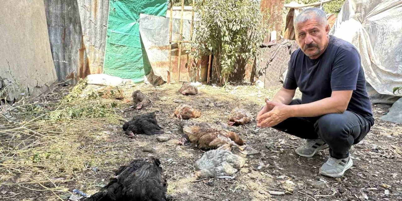 Hakkari'de başıboş köpekler onlarca tavuk telef etti