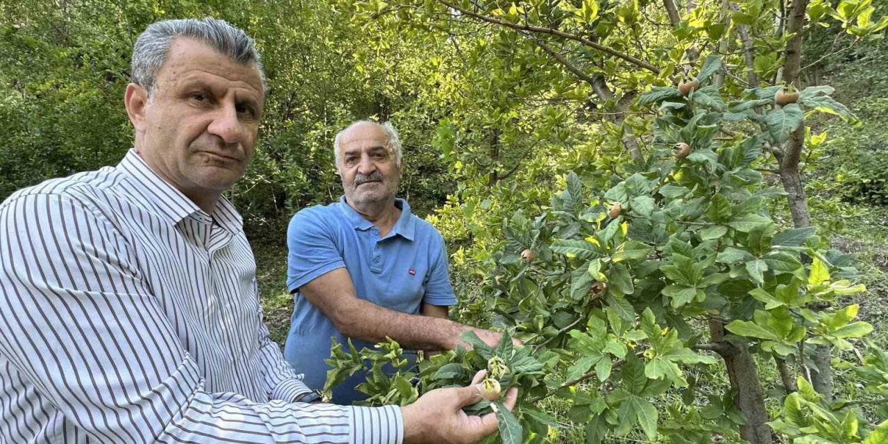 Japonya’dan istediği meyveyi Hakkari'de yetiştirdi