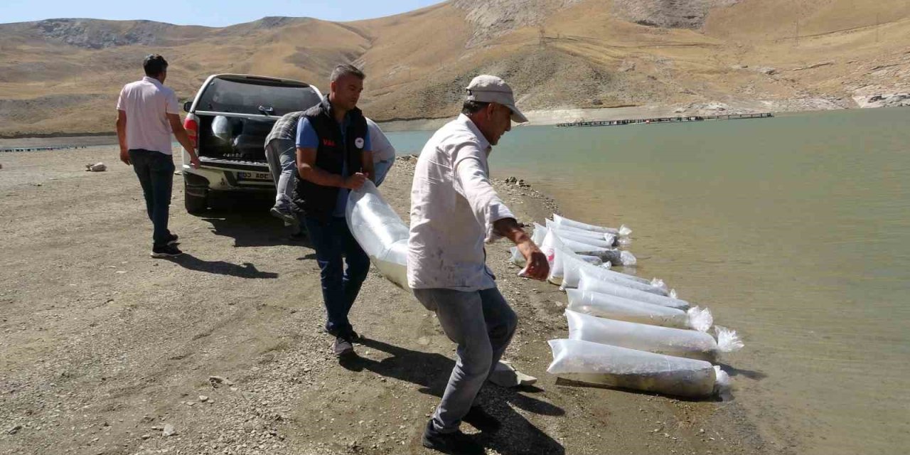 Van’da ekonomiye katkı sağlayacak! 400 bin yavru balık bırakıldı