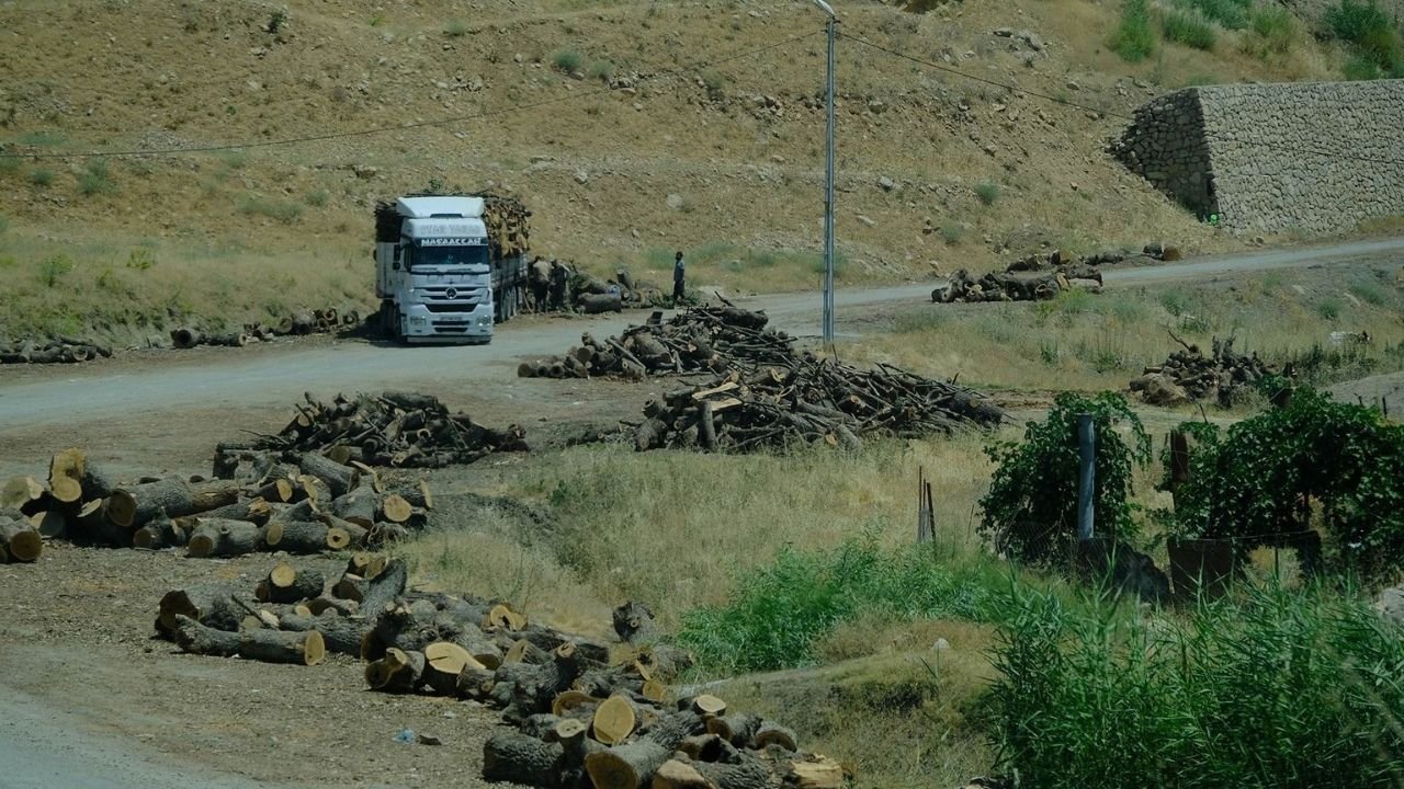 Şırnak'ta Ağaç Kesimi Tüm Hızı ile Devam Ediyor!