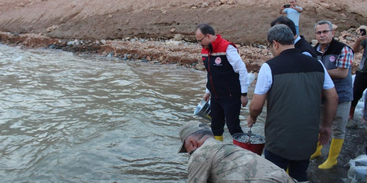 Siirt'te 1 milyon sazan suya bırakıldı