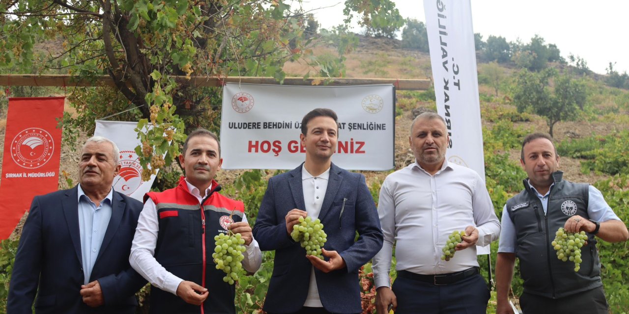 Şırnak'ın Uludere İlçesinde Behdini Üzümü Hasadı Başladı