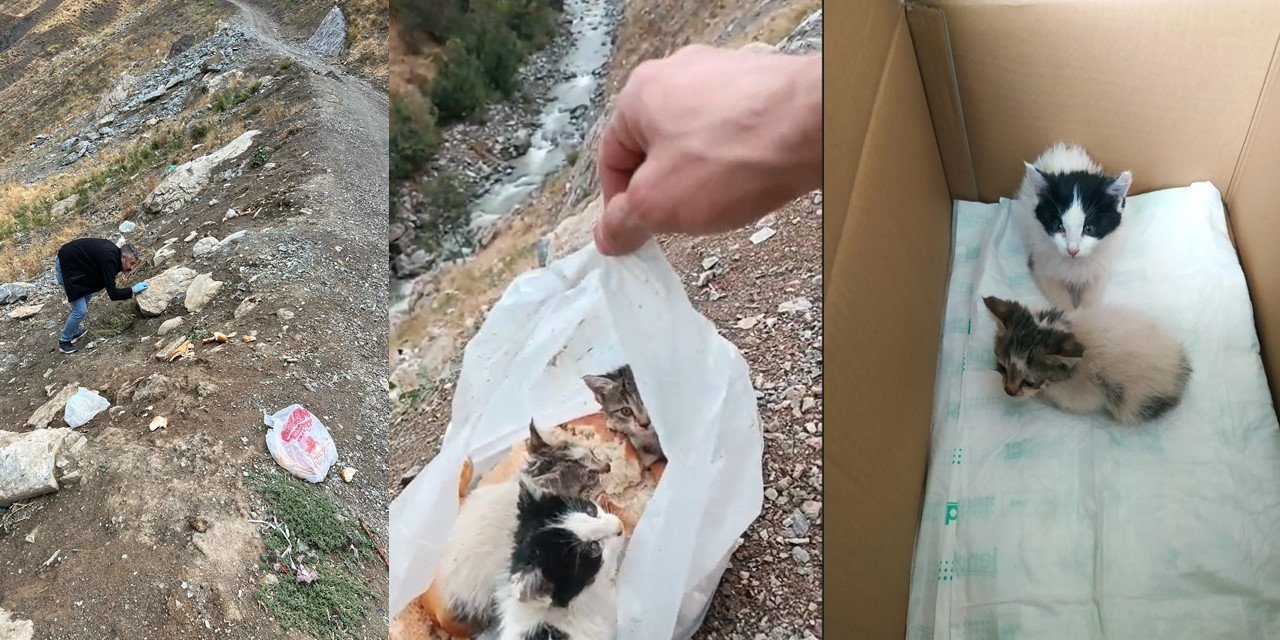 Hakkari'de yavru kediler poşete konularak ölüme terk edildi