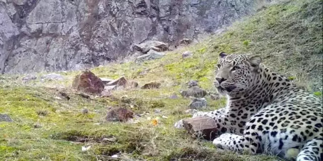 Nesli Tehlike Altında Olan Anadolu Pars'ı Şırnak'tan Sonra O İlimizde Görüldü!