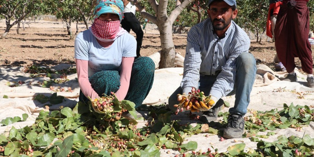 Siirt Fıstığı Doğa ve Kültür Festivalinde fıstık hasadı yapıldı