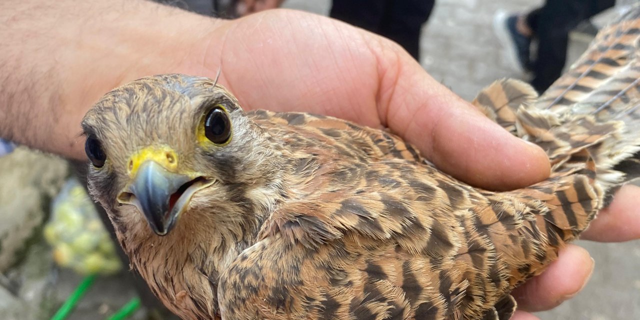 Şırnak’ta Tedavi Edilen Kerkenez Doğaya Bırakıldı