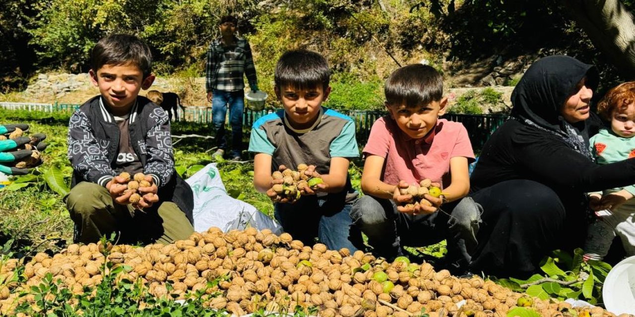 Şırnak'ta Ceviz Hasadının Zorlu Mesaisi Başladı!