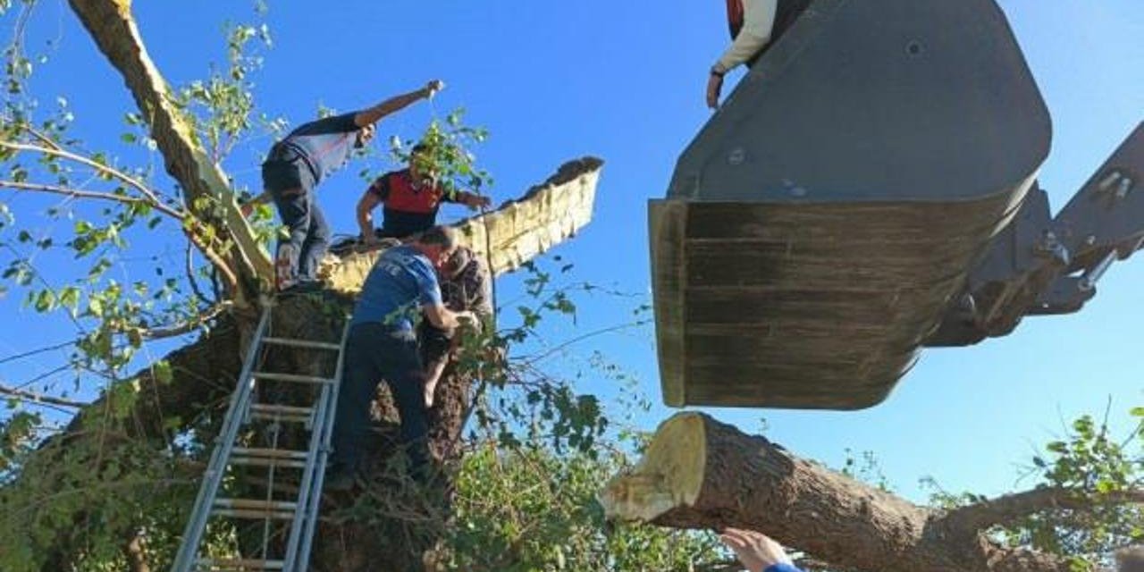 Kestiği ağacın altında kalan kişi hayatını kaybetti