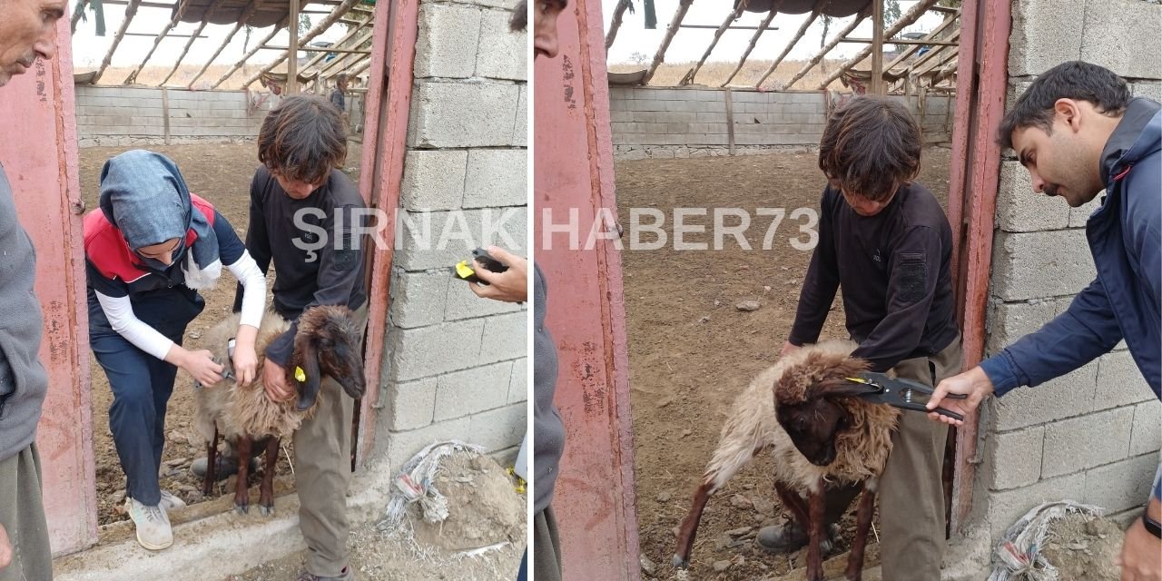 Şırnak’ta Hayvancılıkta Aşılama Seferberliği: Ekipler İş Başında