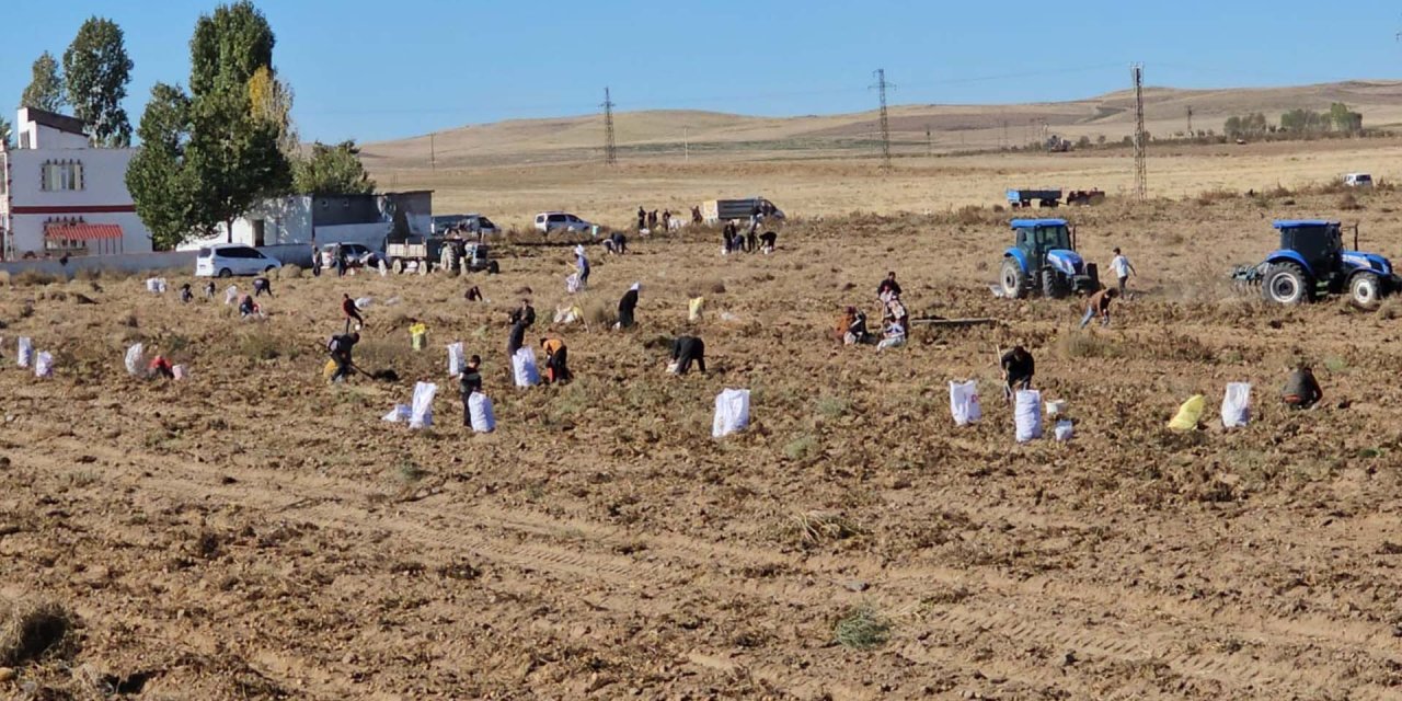 Bitlis’te zarar eden çiftçi, patatesleri bedavaya dağıttı