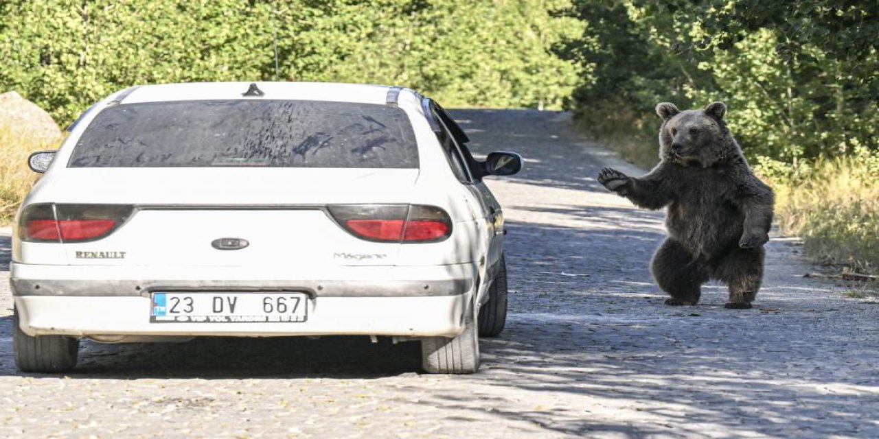 Uzmanı açıkladı, ayı saldırısından korunmak için ne yapmalı?