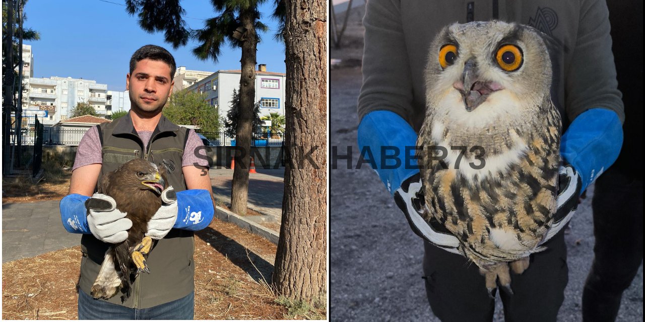 Şırnak'ta vatandaşlar tarafından yaralı halde bulunan Puhu ve Kara Şahin tedavi altına alındı