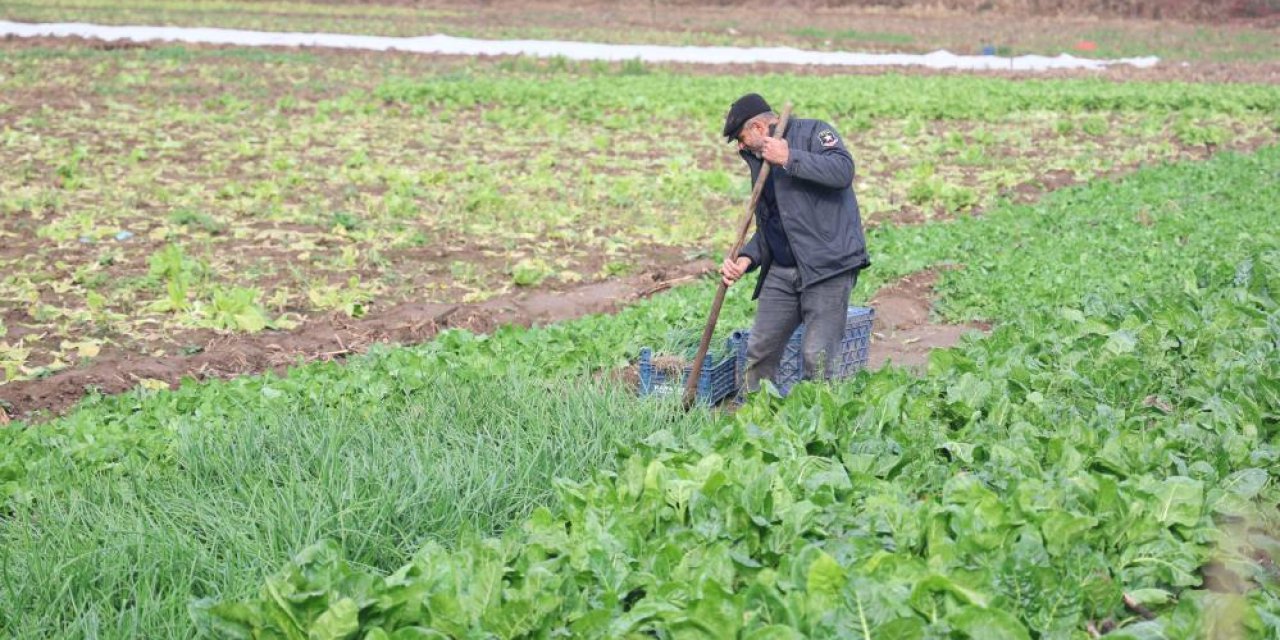 8 bin yıllık Hevsel Bahçeleri'nde sezonun son hasadı