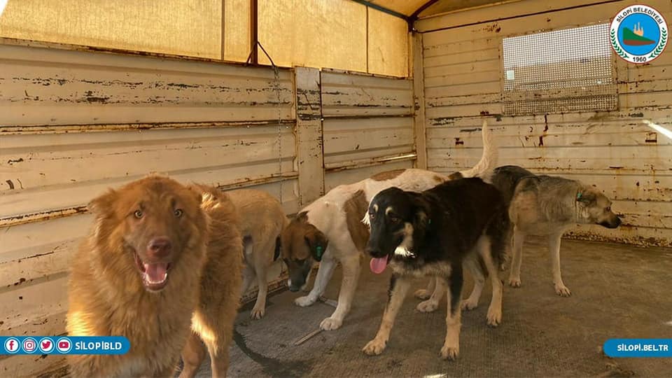 Silopi’de 200 Köpek Kısırlaştırıldı