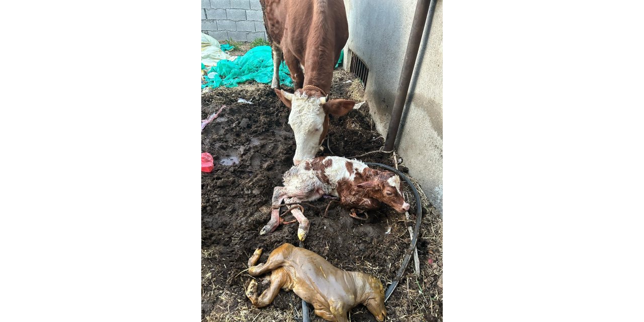 Milyonda bir görülen ikiz buzağı doğumu gerçekleşti