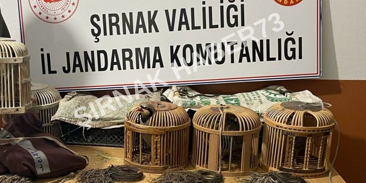 Şırnak’ta 21 Kınalı Keklik Ele Geçirildi