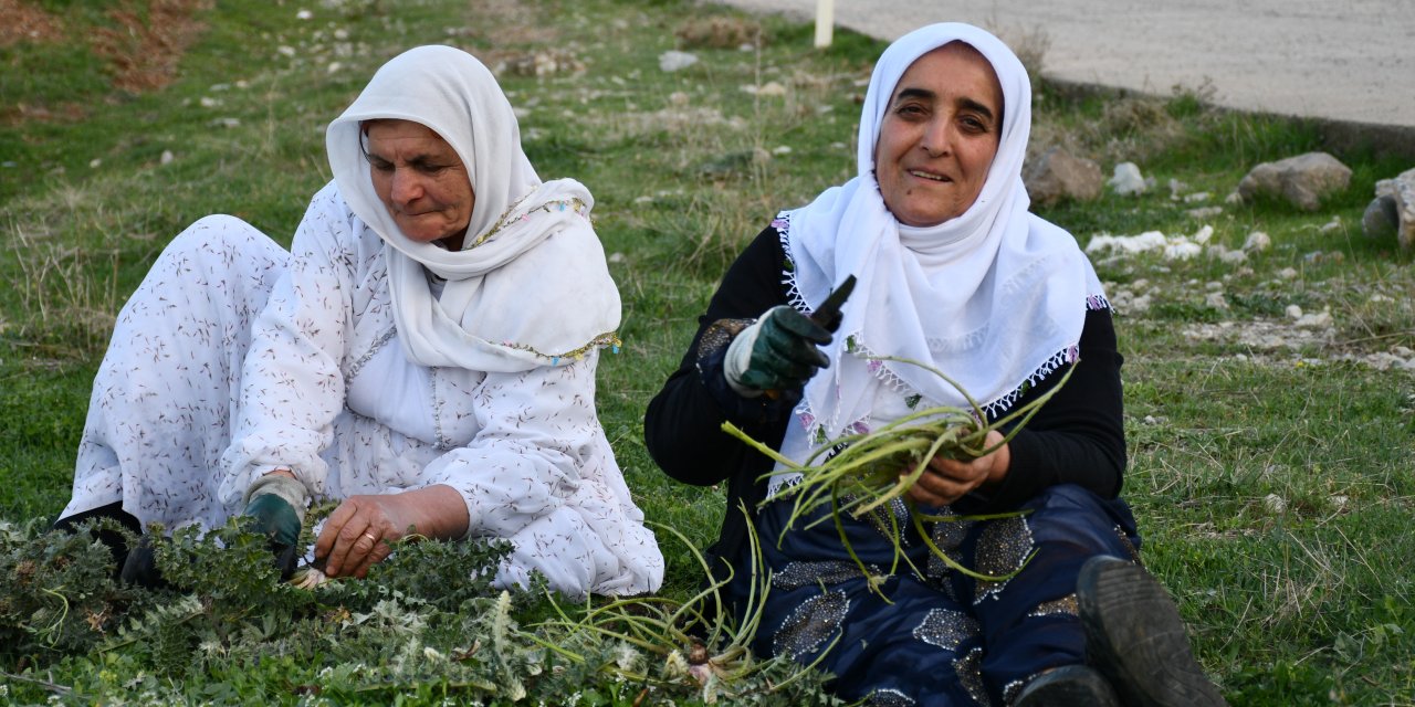 Herekol Dağı'nda Pancar Zamanı