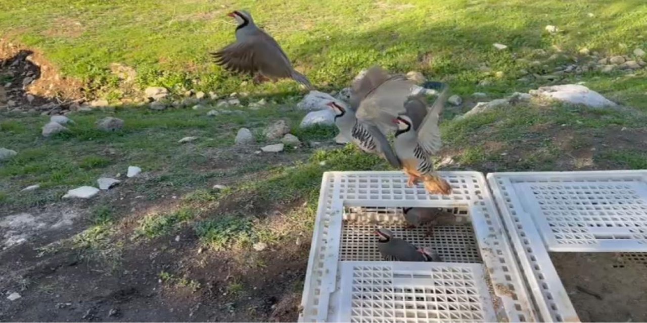 Şırnak’ta kaçak avlanan keklikler kurtarıldı