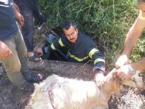 Adıyaman'da kuyuya düşen keçi itfaiye ekiplerince kurtarıldı