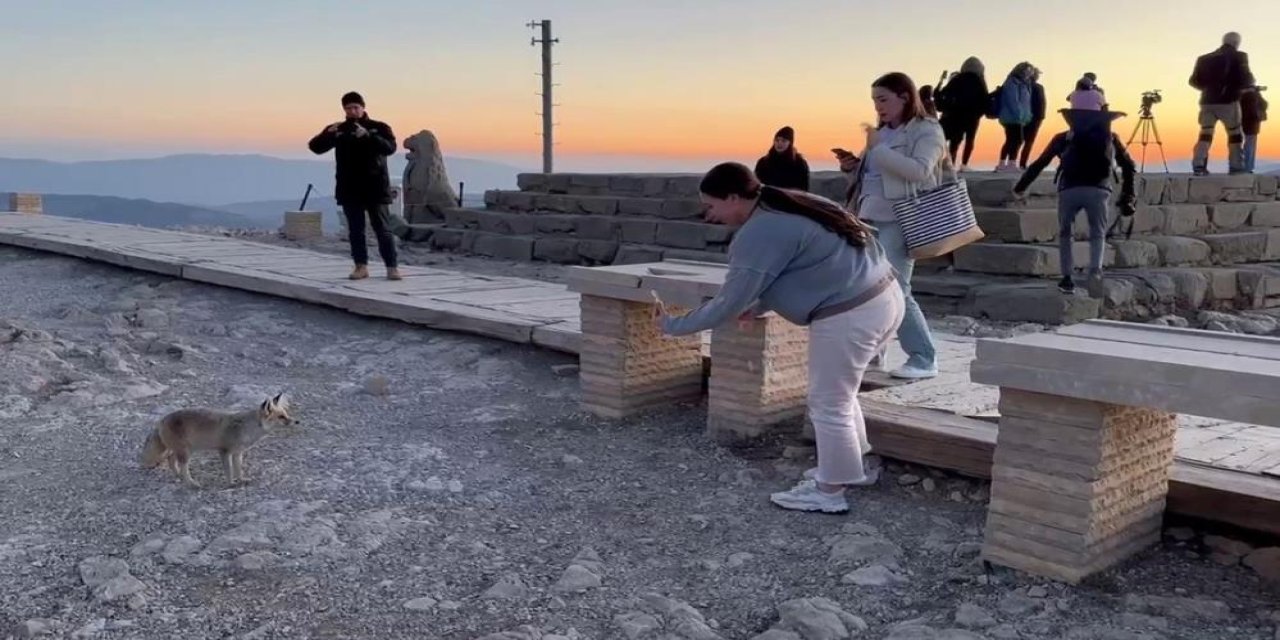 Sevimli tilki, yerli ve yabancı turistlerin ilgi odağı oldu