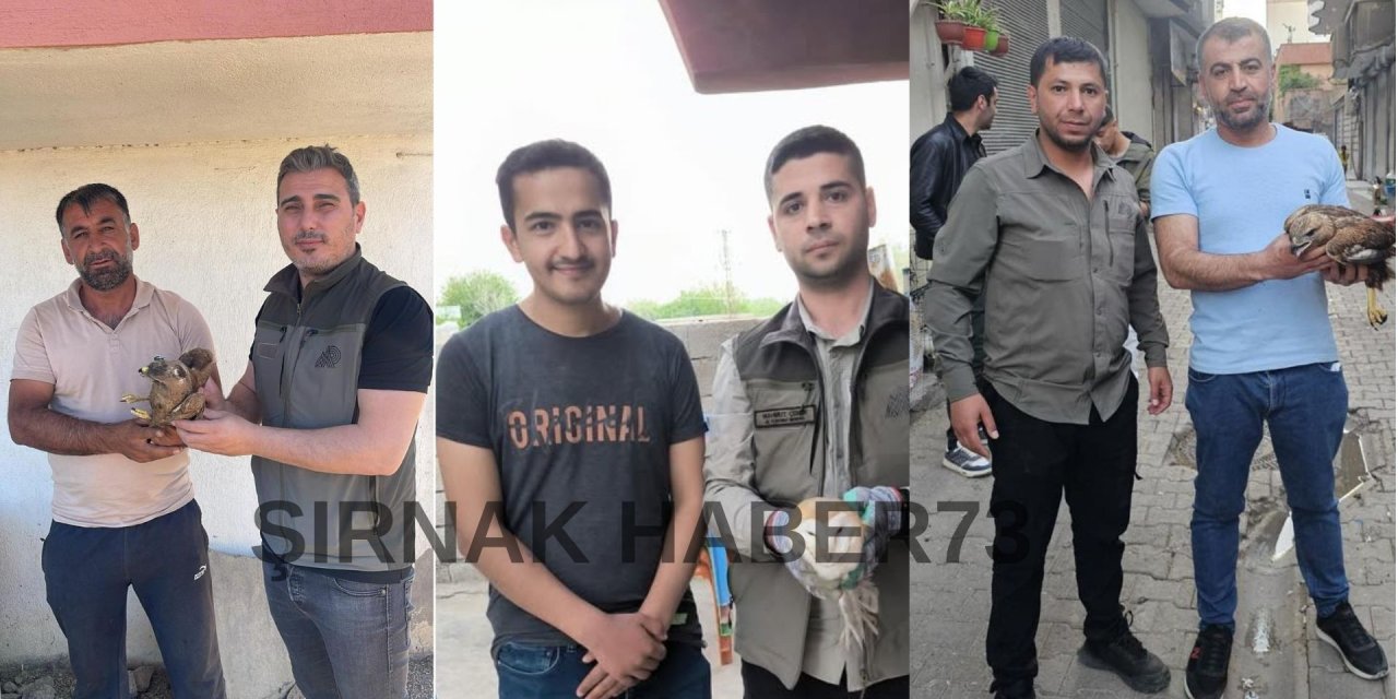 Şırnak’ta Yaralı Peçeli Baykuş, Kızıl Şahin ve Saksağan Tedavi Altına Alındı
