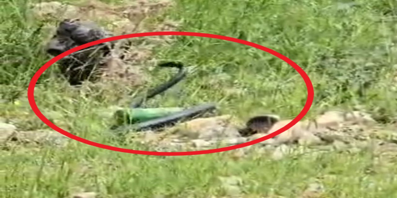 Şırnak'ta Odun Almaya Giden Kadın, 2 Metre Uzunluğunda Siyah Yılan Gördü