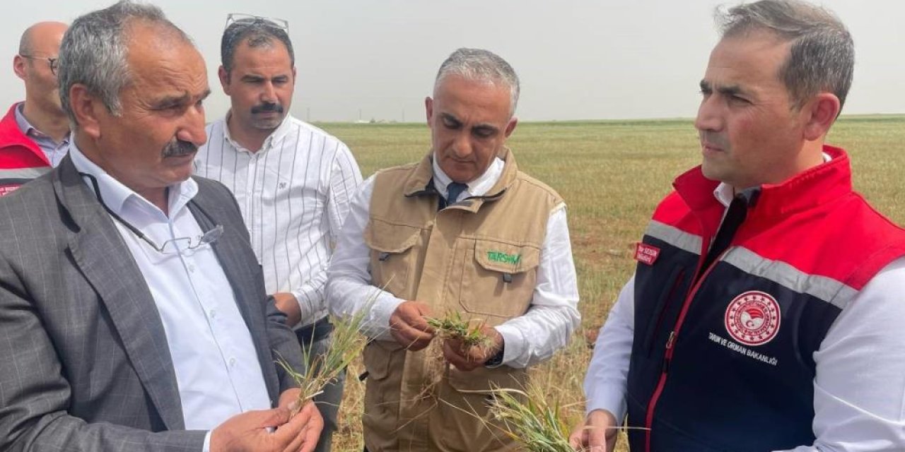 Şırnak'ta Tarım Alanları Kurudu: İl Müdürü Sezgin, Alanda İnceleme Yaptı