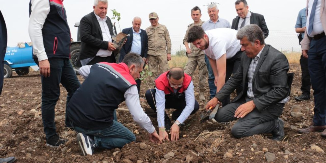 Şırnak'ta 50 çiftçiye 2.5 milyon değerinde badem ve fıstık fidesi dağıtıldı