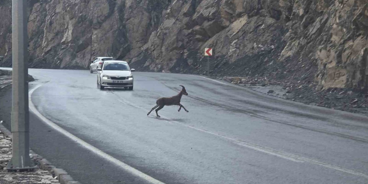 Hakkari’de dağ keçileri kara yoluna indi