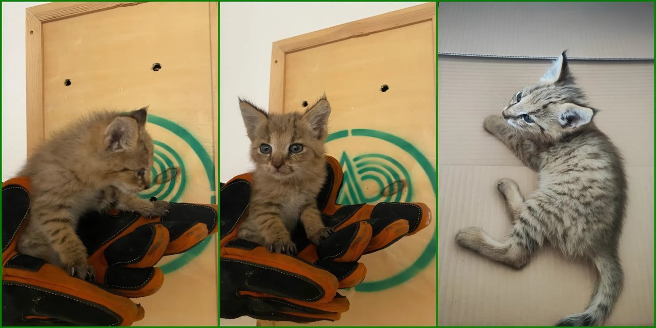 Şırnak'ta Nöbet Tutan Askerler Nadir Görülen Saz Kedisi Yavrusunu Kurtardı
