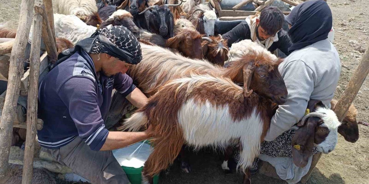 Yaylada Kalan Göçerler Peynir Üretiyor