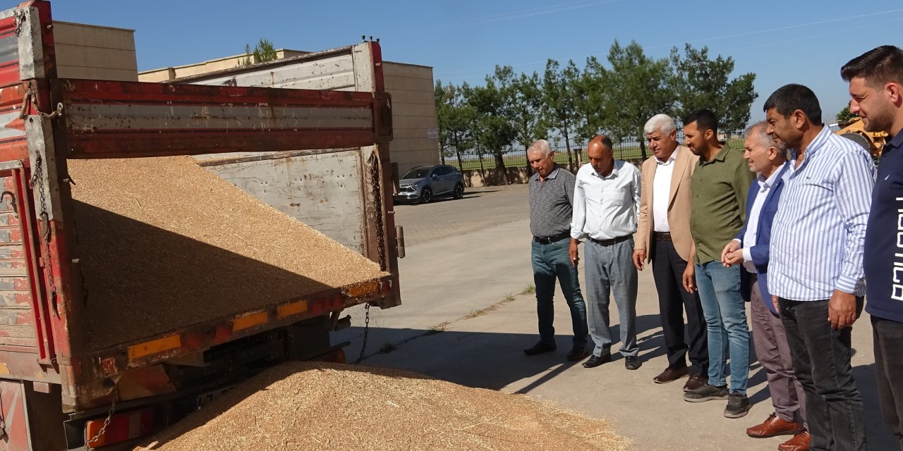 Mardin'de yılın ilk buğdayı satıldı: İşte ton fiyatı