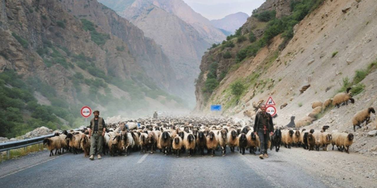 Hakkari’de alarm: İl içi ve dışı bütün hayvan hareketleri yasaklandı