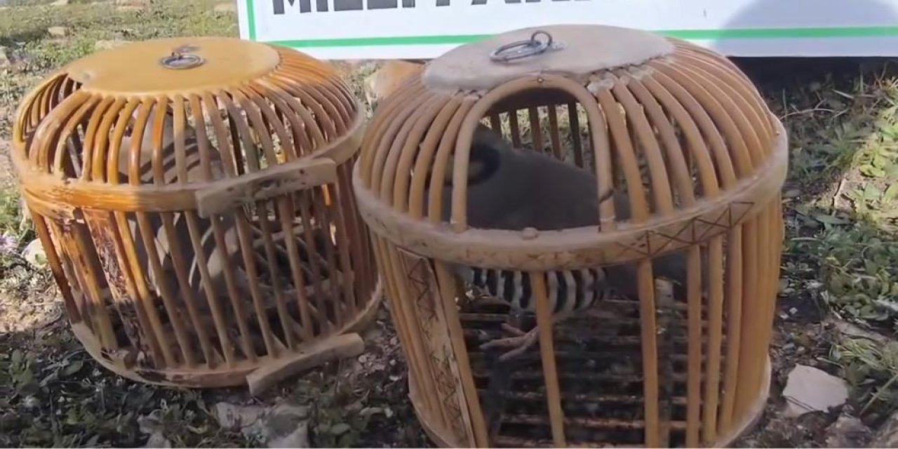 Keklik avlayan kişiye 63 bin lira ceza kesildi