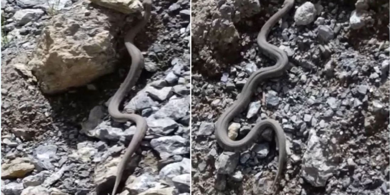 Havalar ısındı: Zhirli yılanlar ortaya çıkmaya başladı