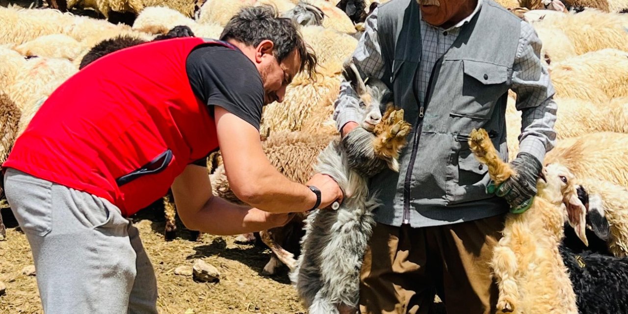 Hakkari'de hastalık ortaya çıkması ile aşılama çalışmaları başlatıldı