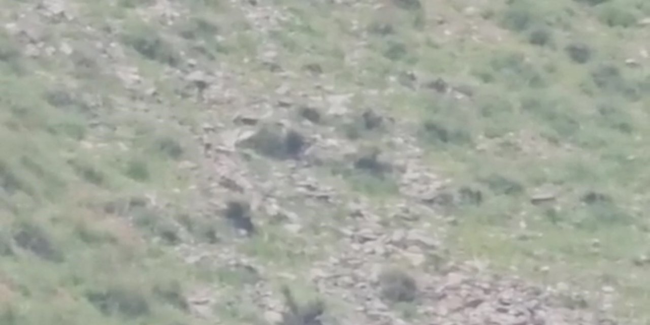 Hakkari’de anne ayı yavrularıyla görüntülendi