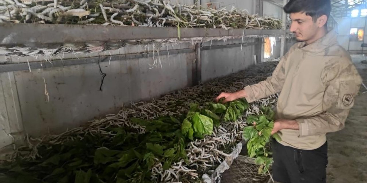 Kilosu bin lira olan ipek böcekciliği, 150 ailenin önemli geçim kaynağı arasında yer alıyor