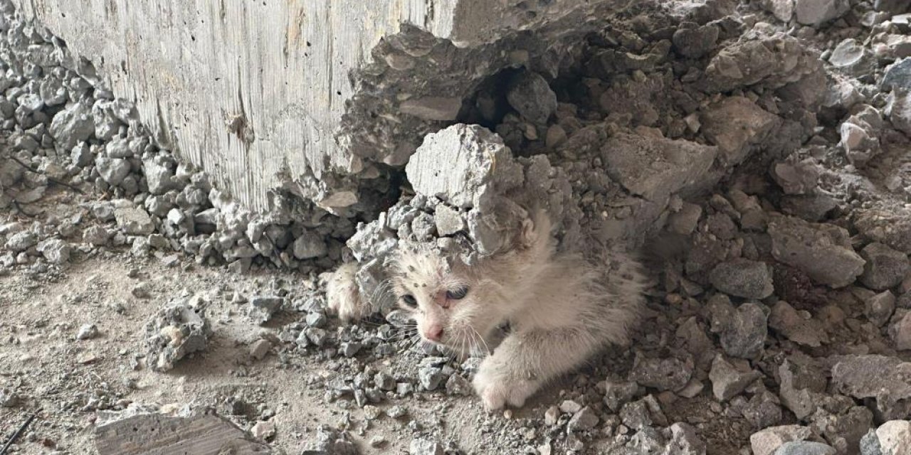 İnşaat kalıbının içerisine giren kedinin üzerine beton döküldü